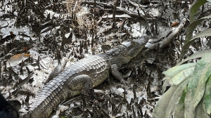 Buenaventura se convirtió en un puerto de libertad para 51 especies de fauna