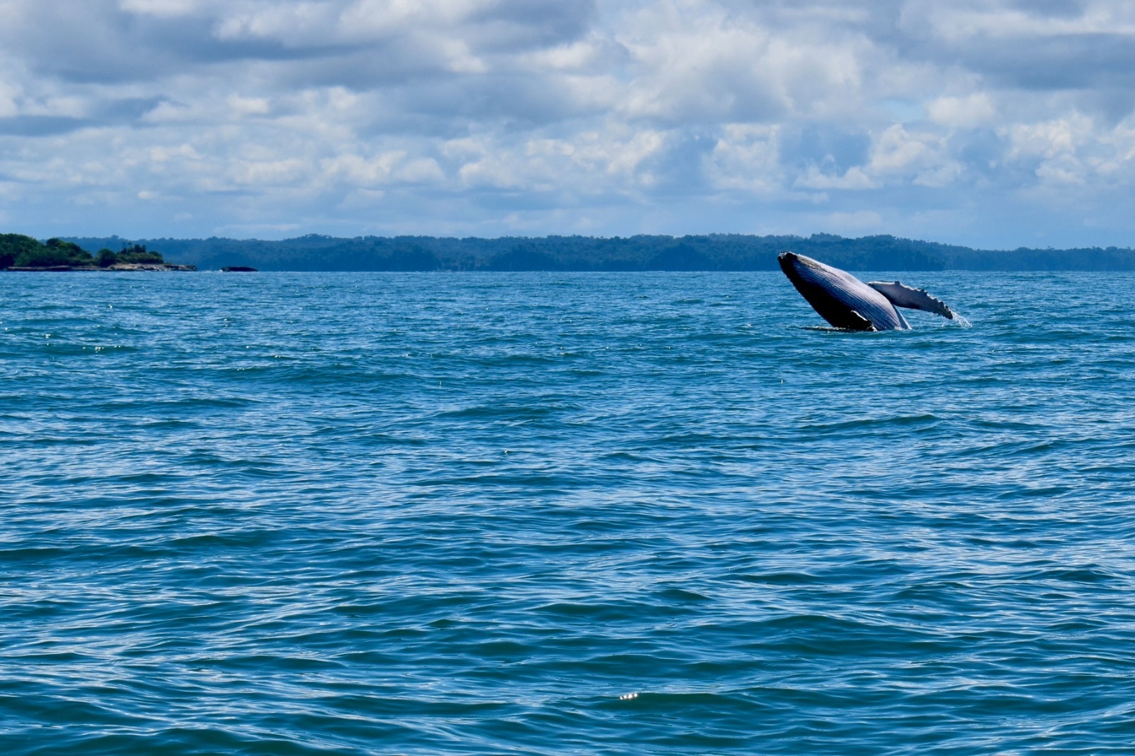 Más de 228 mil personas se movilizaron en Buenaventura durante la temporada de avistamiento de ballenas