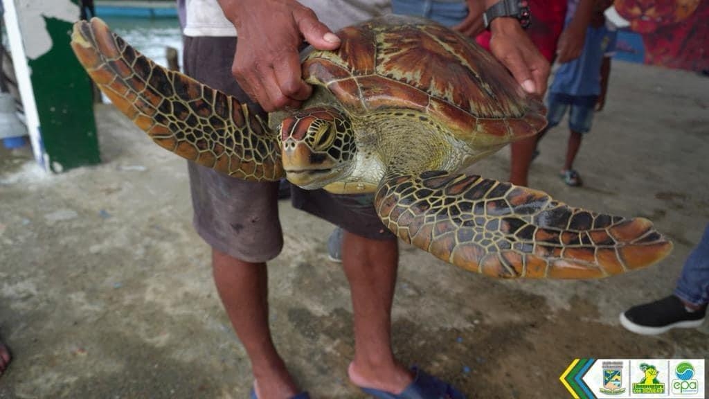 Un ciudadano le arrebató tortuga marina al comercio ilegal en Buenaventura 