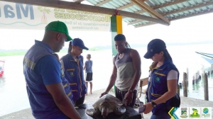 Un ciudadano le arrebató tortuga marina al comercio ilegal en Buenaventura 