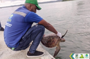 Un ciudadano le arrebató tortuga marina al comercio ilegal en Buenaventura 