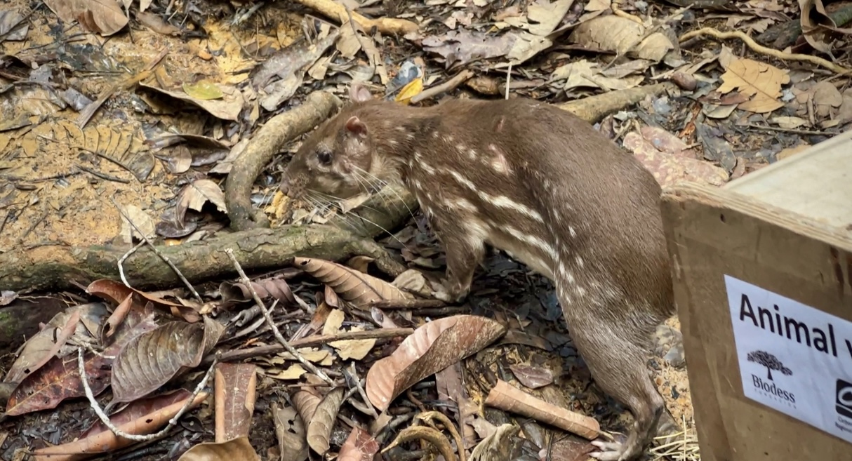 Balance de la liberación de fauna silvestre en Buenaventura por parte de la CVC