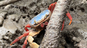 Balance de la liberación de fauna silvestre en Buenaventura por parte de la CVC