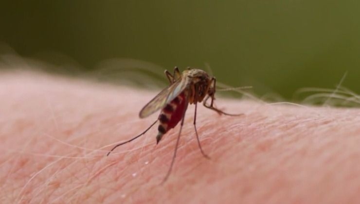 “Tenemos que unirnos en la lucha contra el dengue”, llamado de la Gobernadora a los vallecaucanos