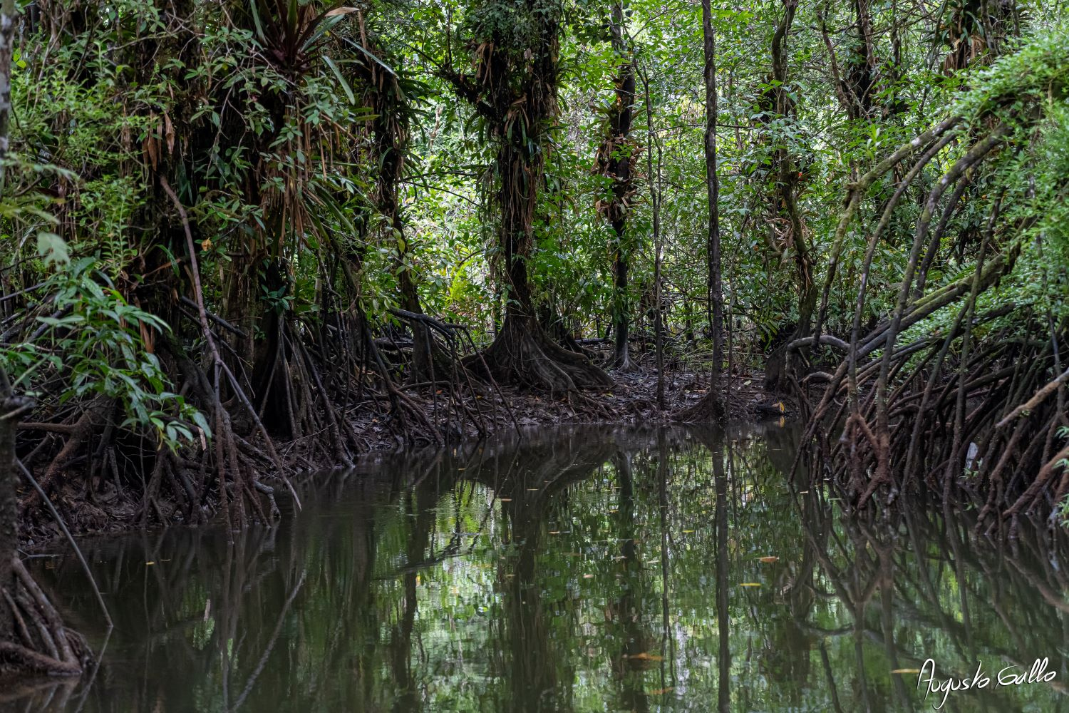 Colombia conmemora el Día Nacional de la Biodiversidad este 11 de septiembre