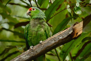 Se realizó la liberación de 74 animales de la fauna silvestre en La Bocana 