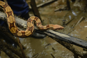 Se realizó la liberación de 74 animales de la fauna silvestre en La Bocana 