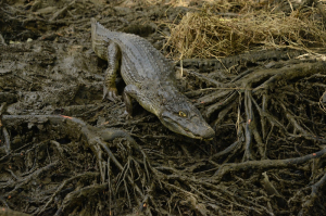 Se realizó la liberación de 74 animales de la fauna silvestre en La Bocana 