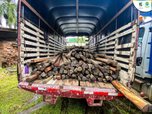 Incautados cerca de 480 metros cúbicos de madera ilegal: EPA refuerza la lucha contra la tala no autorizada