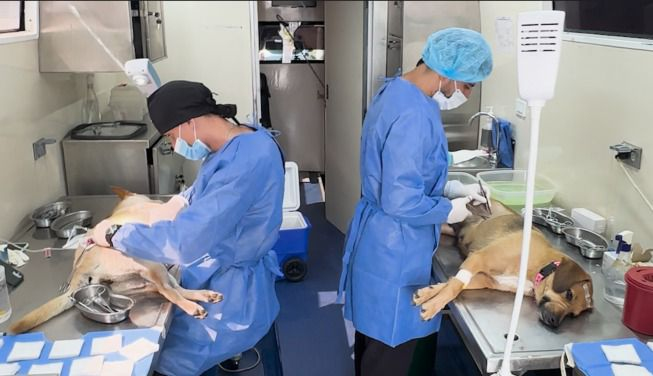 El Valle del Cauca cumplió la meta: 2.000 esterilizaciones para el bienestar de los peluditos en 2024