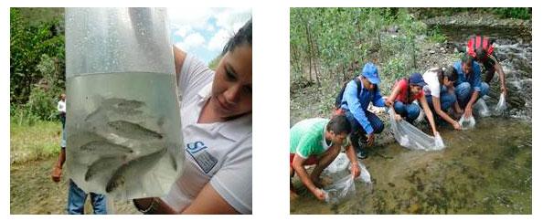 Con novedoso sistema de marcaje EPSA inició repoblamiento de peces en la cuenca del río Tuluá