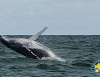 Juanchaco será epicentro del Festival de la Ballena Yubarta