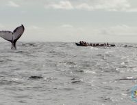 Se realizó el Festival de la Ballena Yubarta en Juanchaco