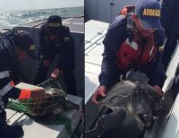 La Armada Nacional rescató una tortuga marina cerca a la isla Gorgona