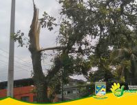 Caída de árbol en la entrada al barrio El Jorge es investigada por el EPA