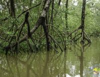 Con una campaña de orgullo, fomentan conservación del ecosistema manglar