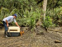 CVC liberó más de 80 animales en Isla Ají, en el pacífico vallecaucano