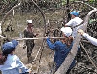 La CVC, comunidades locales y otras organizaciones, buscan conservar el manglar y la piangúa