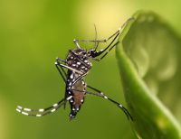 El dengue una urgencia epidemiológica en el Valle del Cauca