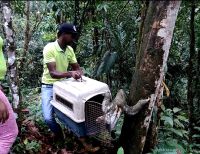 CVC rescata y libera un oso perezoso hembra en Santa Elena, zona rural de Buenaventura