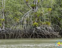 El 26 y 27 de julio se celebra el Día Internacional de la Defensa del Manglar