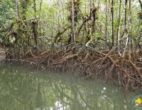 Minambiente actualiza medidas para la gestión integral de los ecosistemas de manglar