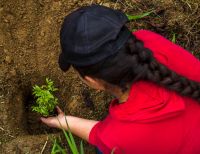 Celsia tiene abierto concurso de ideas innovadoras para optimizar la siembra y mantenimiento de 2 millones de árboles en el Valle del Cauca