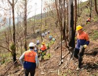 La CVC lideró la siembra de  un centenar de árboles en cerro de Dapa