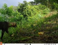 Cámaras trampa revelan la riqueza de la fauna en la Reserva Nirvana en Palmira