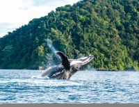 Inicia temporada de avistamiento de ballenas en la región pacífico de Colombia