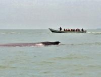 Más de 10.000 personas se transportaron por vía marítima en Buenaventura durante puente festivo y por temporada de avistamiento de ballenas