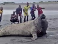 Fue avistado un elefante marino en la desembocadura del río Yurumanguí, zona rural de Buenaventura