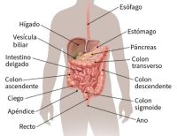 El cáncer de estómago, un huésped silencioso de mucho cuidado