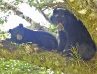 Registrada mamá Oso de Anteojos lactando a su cría en el Huila