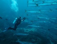 El Parque Nacional Natural Gorgona y el Santuario de Fauna y Flora Malpelo reabrieron sus puertas al ecoturismo