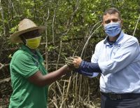 El director de la CVC "pianguó" y sembró mangle con la comunidad de La Bocana