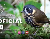 Se lanza Colombia BIRDFAIR 2021 con programación virtual