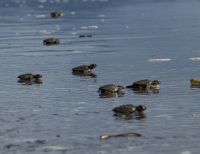 Más de 11.500 huevos y más de 140 nidos de tortuga caguama del pacífico han sido sembrados durante esta temporada reproductiva en las playas del Parque Nacional Natural Sanquianga