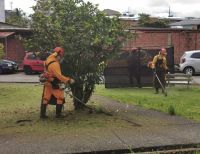 La Dirección Técnica Ambiental realiza jornada de poda de árboles en diferentes sectores de Buenaventura