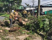 El alcalde encargado de Buenaventura, Mauricio Aguirre Obando supervisó tala y poda de árboles para disminuir riesgos en la ciudadanía