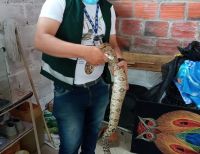 La CVC rescató una boa constrictor en zona urbana de Argelia