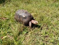 Tortuga fue rescatada en vía de Calima El Darién