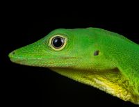 Un atardecer, un cangrejo y un reptil, imágenes ganadoras de concurso de foto ambiental