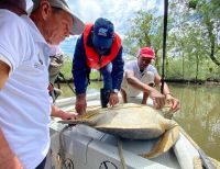 Grupo ambiental de Punta Bonita, zona rural de Buenaventura, liberó tortuga caguama