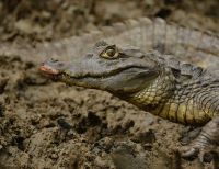 29 individuos de fauna silvestre fueron liberados en Buenaventura