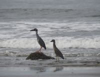 Se refuerza el monitoreo de aves en Buenaventura