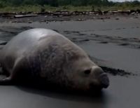 Graban elefante marino en La Barra, zona rural de Buenaventura