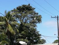 Autoridades Ambientales adelantan podade árboles en Buenaventura de emergencia debido a la ola invernal