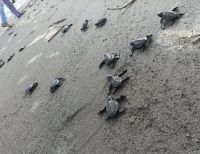 282 tortugas marinas partieron hacia la libertad desde las playas de Buenaventura, Valle del Cauca