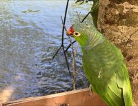 Buenaventura se convirtió en un puerto de libertad para 51 especies de fauna